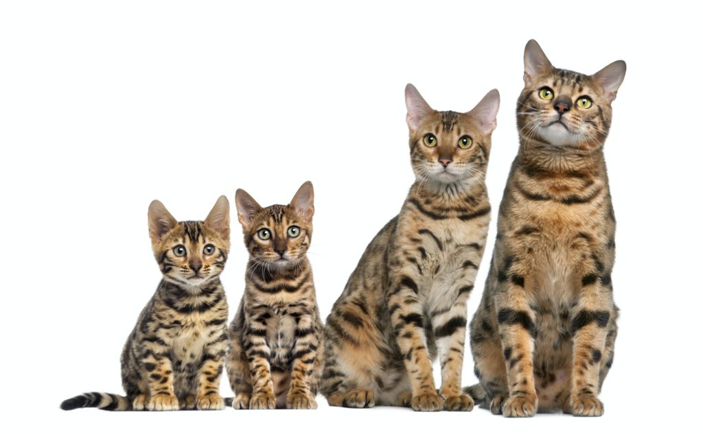 Group of Bengal sitting in front of a white background